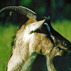 photo "Goat"