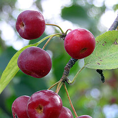 photo "ripe apple"