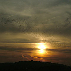 фото "The Sunset with birds"