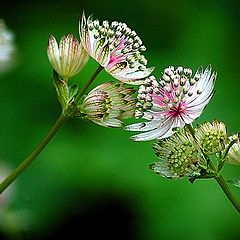 фото "Astrancia major"