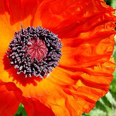 photo "Picture with bright red flower"