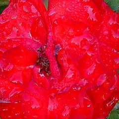 photo "Raindrops On Roses....."
