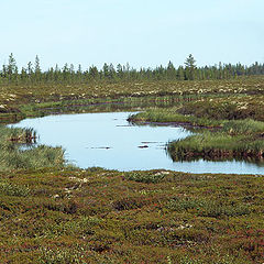 photo "Peat marsh"