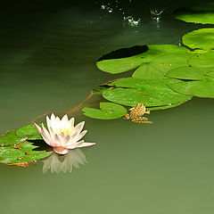 photo "The Japanese garden."