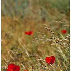 photo "Poppies fields on a way to Nurata, Uzbekistan"