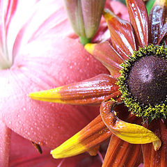 photo "Reminding of another passing summer"