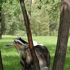 photo "Lunch Time"