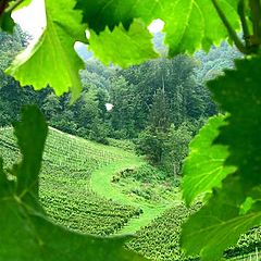 photo "Vineyards Valley"