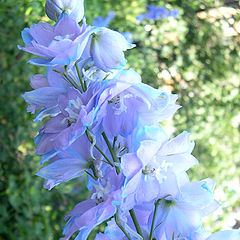 photo "Radiance"