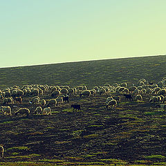 photo "sheeps #2"