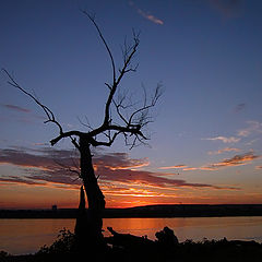 photo "Dead tree"