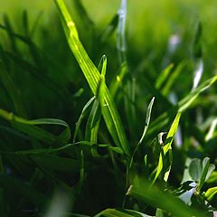 photo "Only grass"