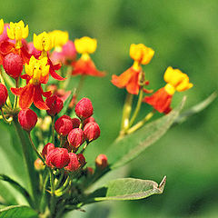 photo "Red buds"