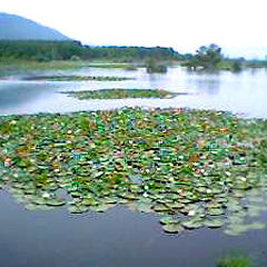 photo "Water-lilies in the lake"