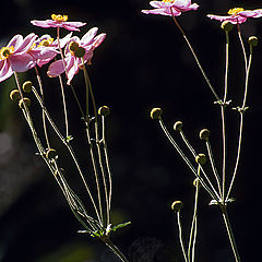 photo "Simple flowers"