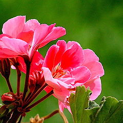 photo "Flower of a geranium"