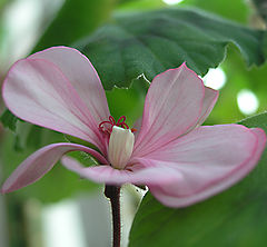 photo "Geranium"