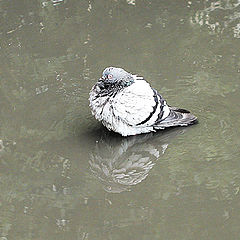 photo "Pigeon lake"