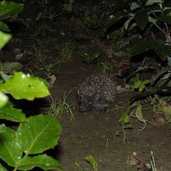 фото "Night ruler of my garden"