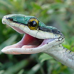 photo "Leptophis ahethula"