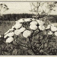 photo "Nostalgia about one Summer..."