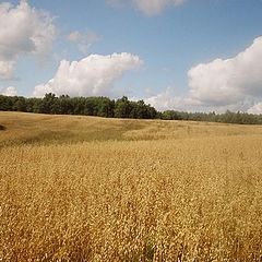 photo "Russian field"