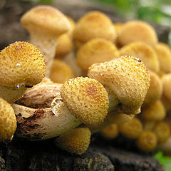 photo "Mushrooms"