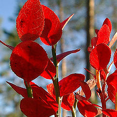 фото "Vaccinium myrtillus"