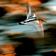 photo "Turnstone on sunset!"