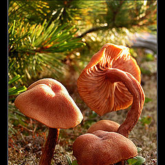 photo "Mushroom Family"