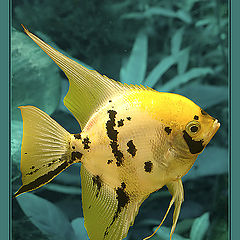 photo "Golden Fish"