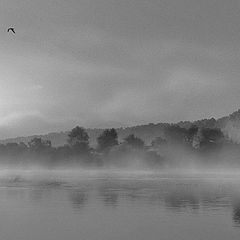 photo "Lonely bird"