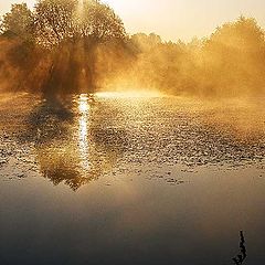 photo "Sunshine rain"