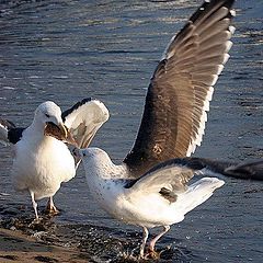 photo "Seagulls"