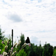 photo "The black horseman."