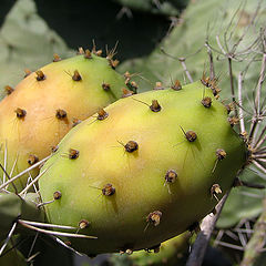 photo "Prickly pear"