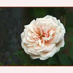 photo "Rosa Gloire de Dijon"