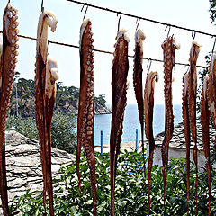 photo "greek dainty with ouzo..."