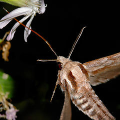 photo "butterfly"