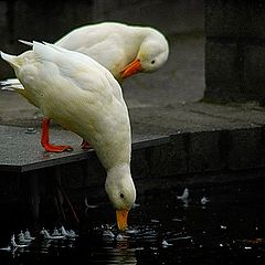 фото "bath time"