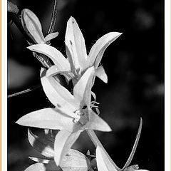 photo "BW Flowers."