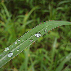 photo "The Green Route"