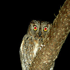 photo "Scops owl"