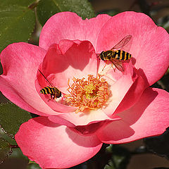 photo "Paradise garden in flower"