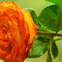 photo "foil and rose"