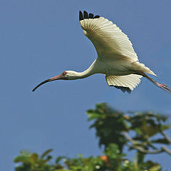 photo "white ibis in flight"