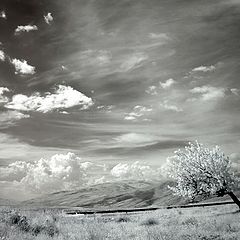 photo "Lonely tree"