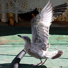 фото "birds-northsea"