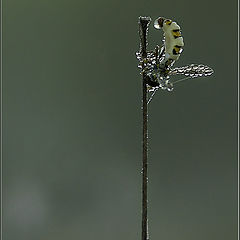 photo "Naturе acrobatics :)"