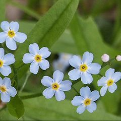 photo "Forget-me-nots"